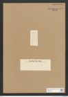 Diatomeae indet. Zeichnungen Sammlung Grunow Nr. 5139 (NHMW-BOT-W0373453)